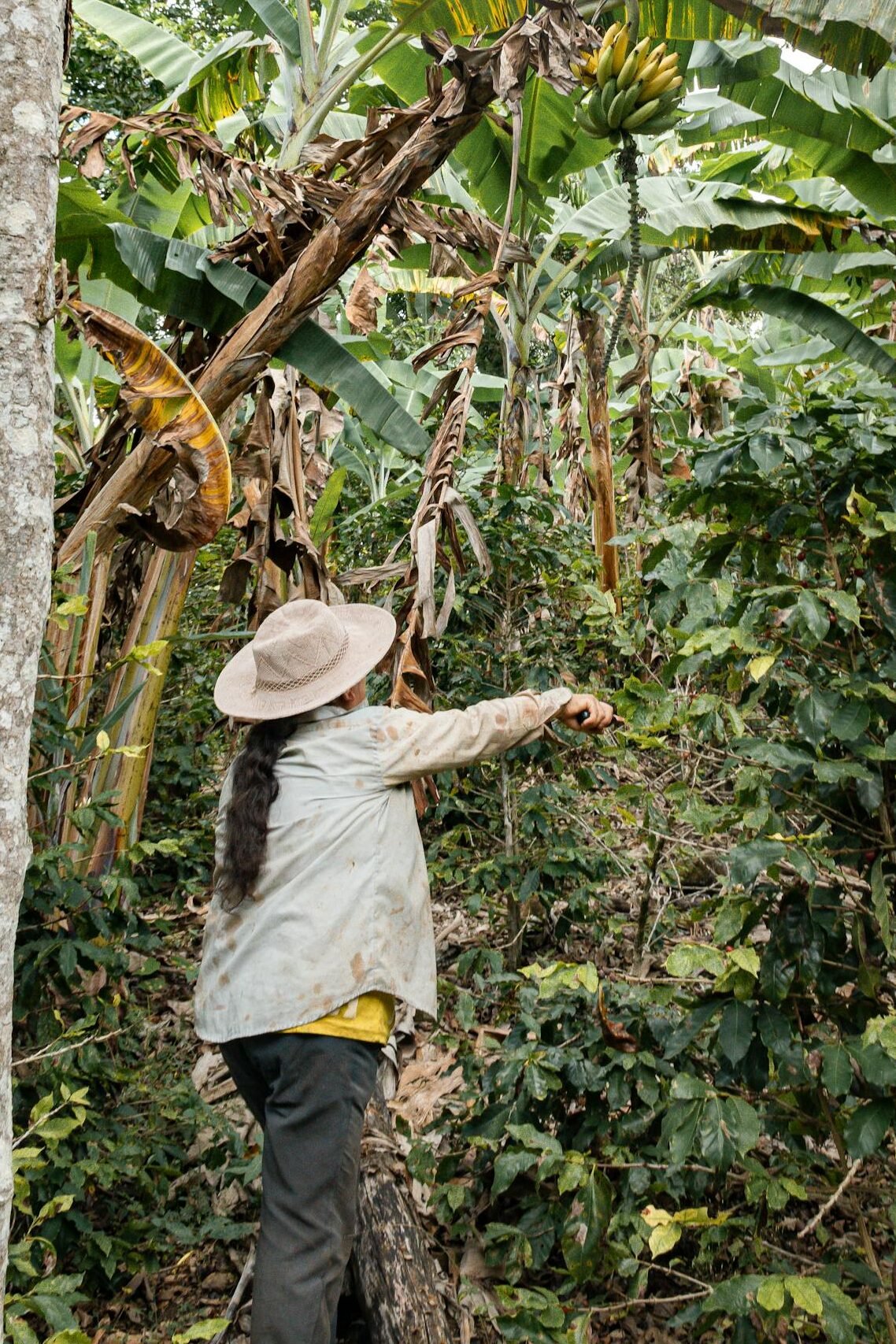 A woman inspects banana plants in a lush Peruvian plantation.